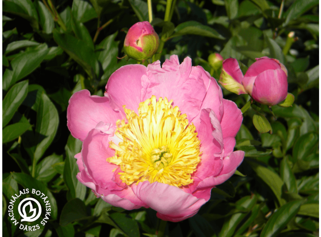 Paeonia lactiflora   'Eva'
